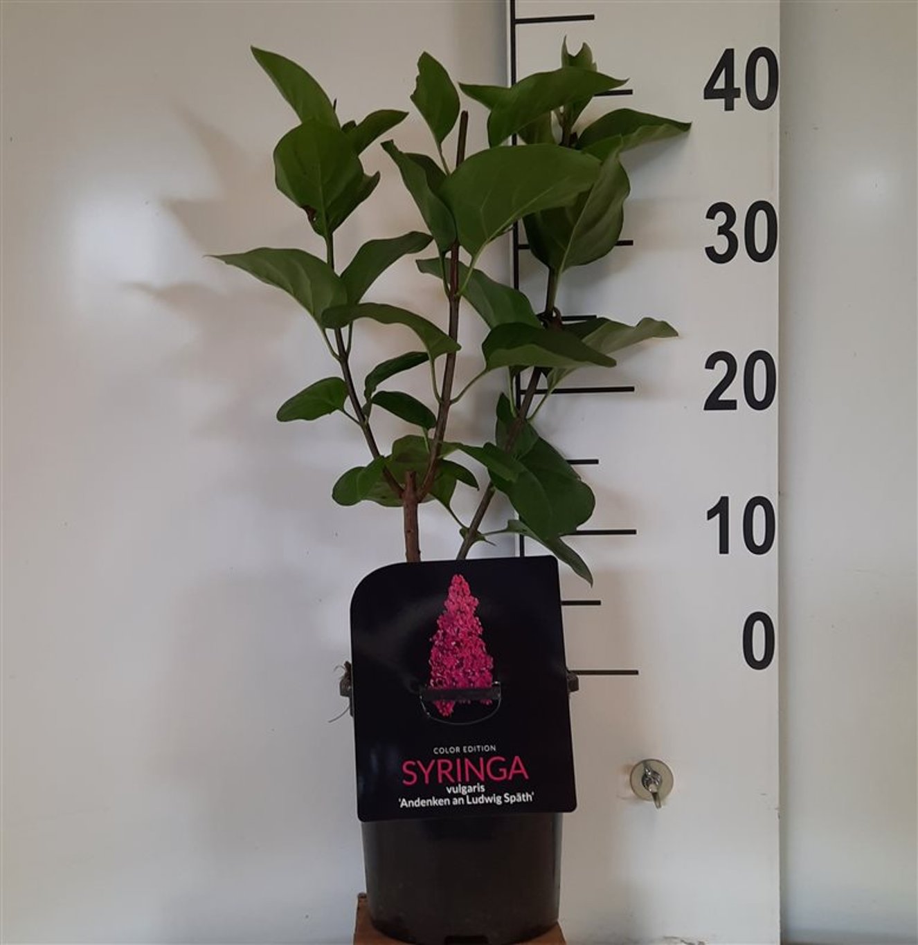 Syringa v. 'And. an Ludwig Späth' - C2 30-40 CM